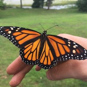 Meet your Posher, Hannah